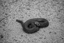 一般的な毒蛇