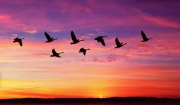 Ptaki latają o zachodzie słońca