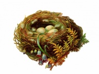 Oeufs de nid d'oiseau fleurs vintage