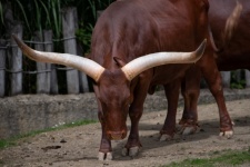 Carne Watusi, carne de res, vaca