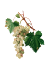 Wine grapes vines vine leaves