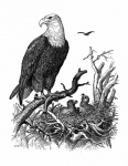 Weißkopfseeadler Adler Nest Vintage