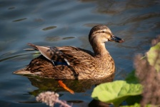 Mallard, Water Bird, Duck
