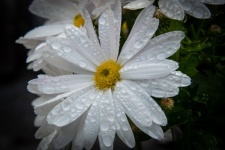 White Flower, Chrysanthemum Japonense
