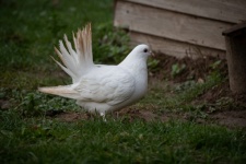 Paloma de fantasía blanca, paloma cola d