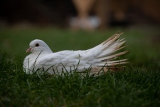 White fancy pigeon, fantail pigeon