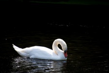 Swan, large water bird