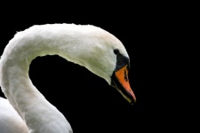 Swan, black background