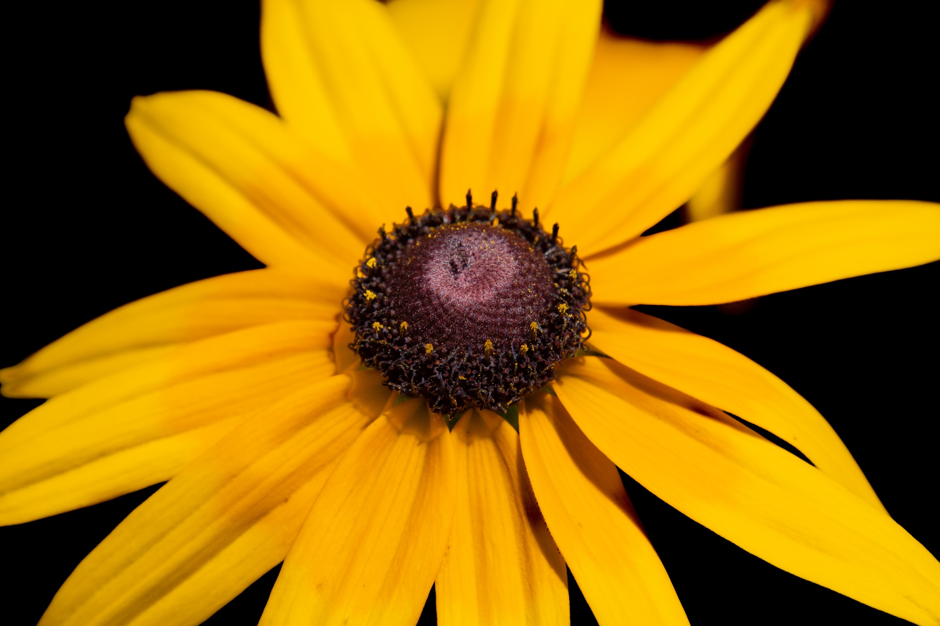 rudbeckia-maxima-peganum-flickr
