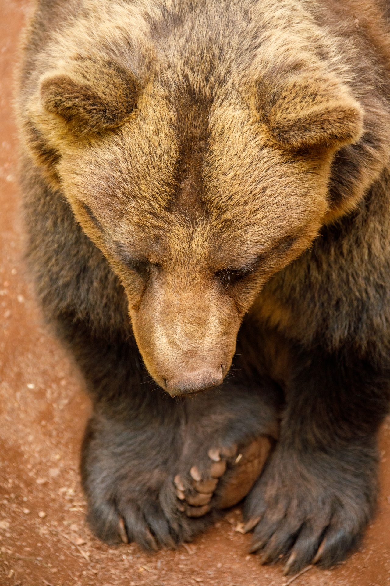 一只凶猛的棕熊正在咆哮透明PNG素材