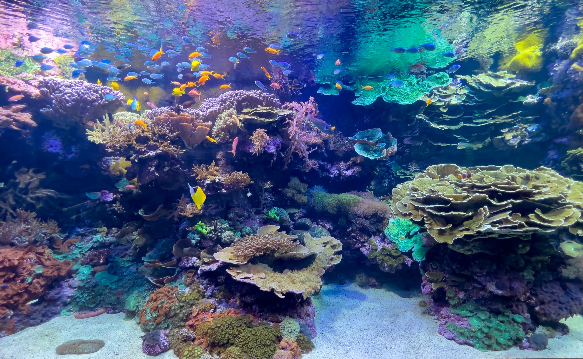 西沙珊瑚岛洁白美白的生物沙滩 - 海洋故事 - 海南省海洋环保协会