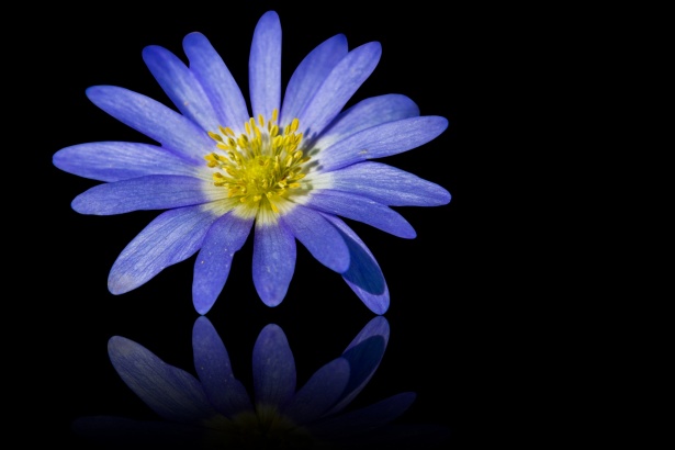 Flower, Blue Anemone Free Stock Photo - Public Domain Pictures