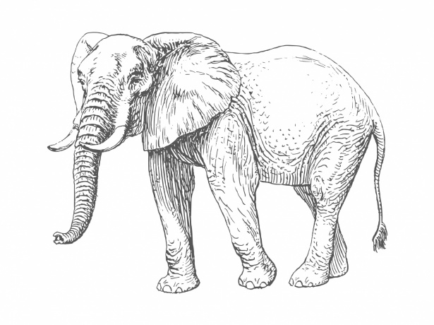 Elephant Drawing Art Free Stock Photo - Public Domain Pictures