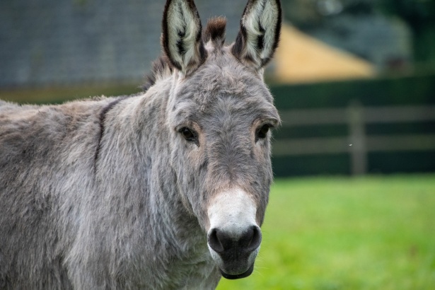 Donkey, Beast Of Burden Free Stock Photo - Public Domain Pictures