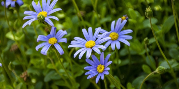 Flores de margarita azul Stock de Foto gratis - Public Domain Pictures