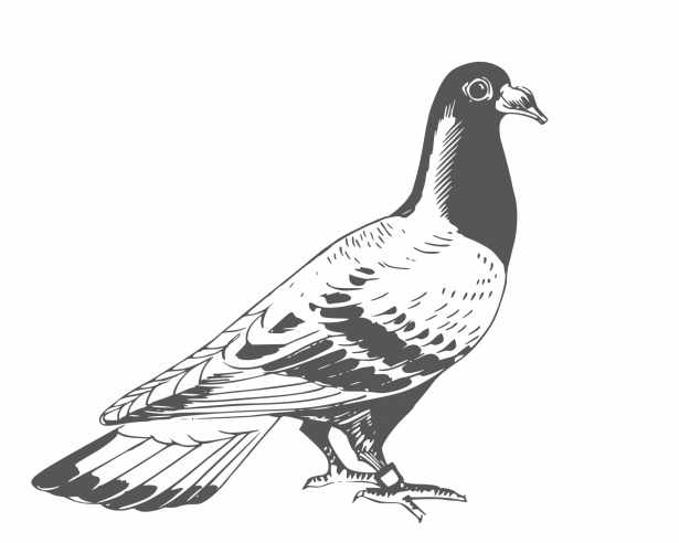 Drawing of the week: A Pigeon – Ella's Place