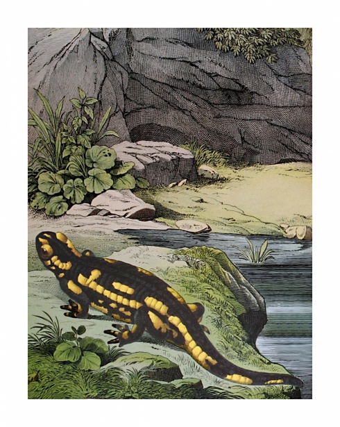 Vintage Fire Salamander Drawing - Black and White Drawing from 1856