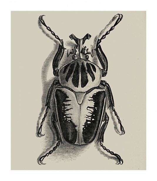 Винтажный жук-скарабей Бесплатная фотография - Public Domain Pictures