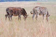 A Group Of Zebra On Open Plains