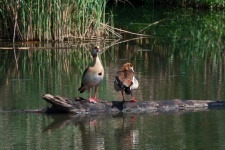 A Pair Of Egyptian Geese On Stump