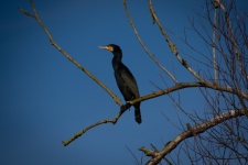 Aalscholver, zwarte vogel