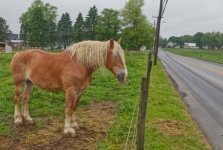 Cavalo de batalha Amish