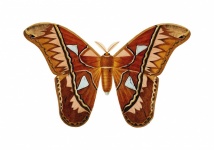 Atlas Moth Vintage Art