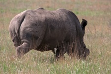 Back view of rhinoceros walking