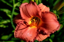 Beautiful Day Lily Flower