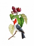 Pájaro cardenal arte vintage