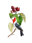 Pájaro cardenal arte vintage