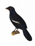 Bird Magpie Vintage Art