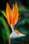 Fiore dell'uccello del paradiso