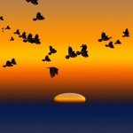 Birds Flying Over Setting Sun