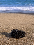 Black Seaweed On The Beach