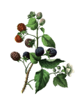 黑莓水果复古艺术