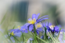 Flor azul, anêmona azul