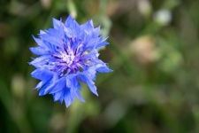 Blue flower, cornflower