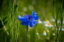 Kék virág, búzavirág