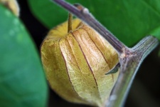 Bleached ripening cape gooseberry