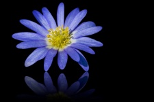Flor, anêmona azul