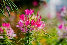 Flower, cleome spinosa, pink flower