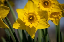 Yellow flower, Narcissus
