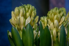 Flower, Hyacinth