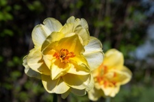 Flower, Wild Daffodil