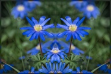 Flores, anêmona azul