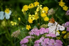 Flowers, Butterfly, Insect