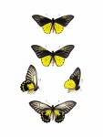 Butterfly Vintage Art Set