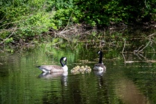 Canada Goose, Geese, Chicks