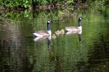 Canada Goose, Geese, Chicks